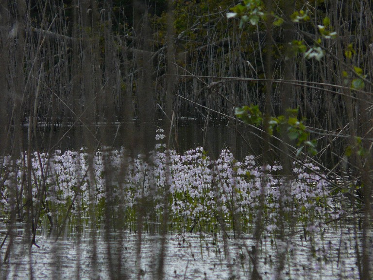 Hottonia palustris in fiore